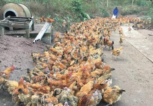 246只土鸡因村民放烟花被吓死 到底属不属于侵权纠纷?