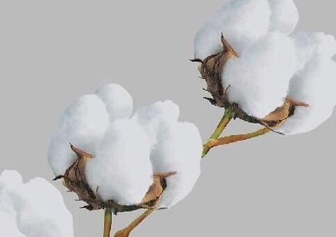 棉花质量监督管理条例全文