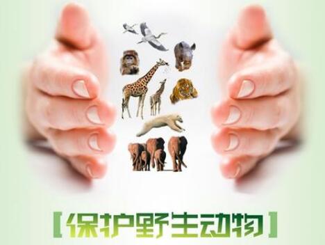 中华人民共和国野生动物保护法2021修订【全文】