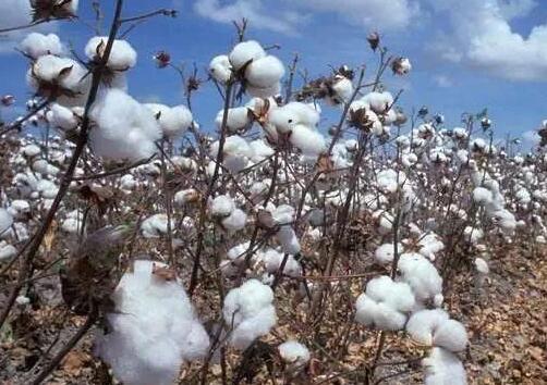 棉花质量监督管理条例2021修订【全文】