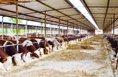 2021肉牛合作养殖协议范本【标准版】